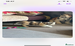 Exotic cats for sale: Exotic kitten - Image 3