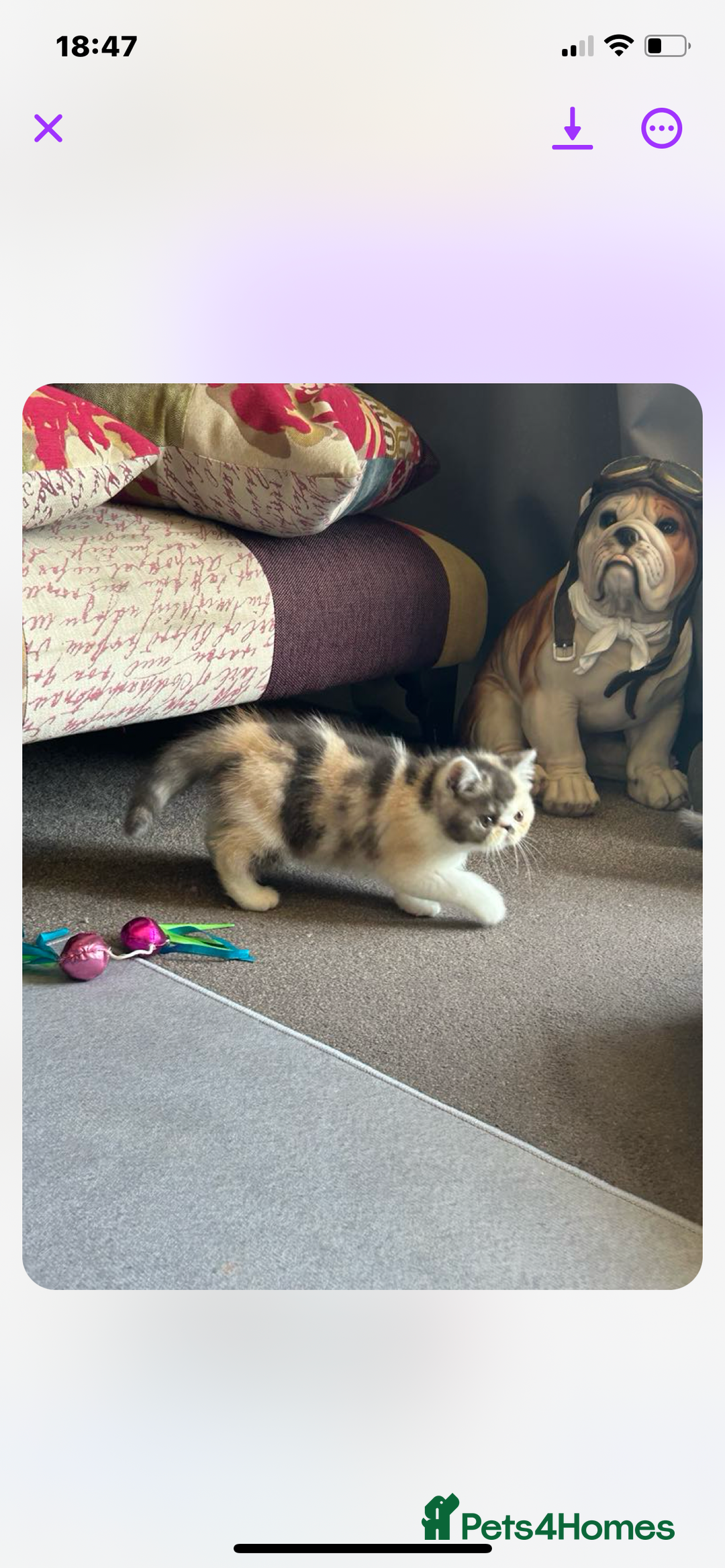 Exotic cats for sale: Exotic kitten - Image 3