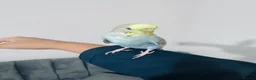 Budgerigars birds for sale: Friendly Budgie – Hand-Tamed, Needs a Loving Home  - Advert 3