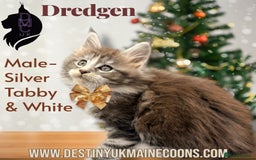 Maine Coon cats for sale: Ready for  22nd December - Advert 8