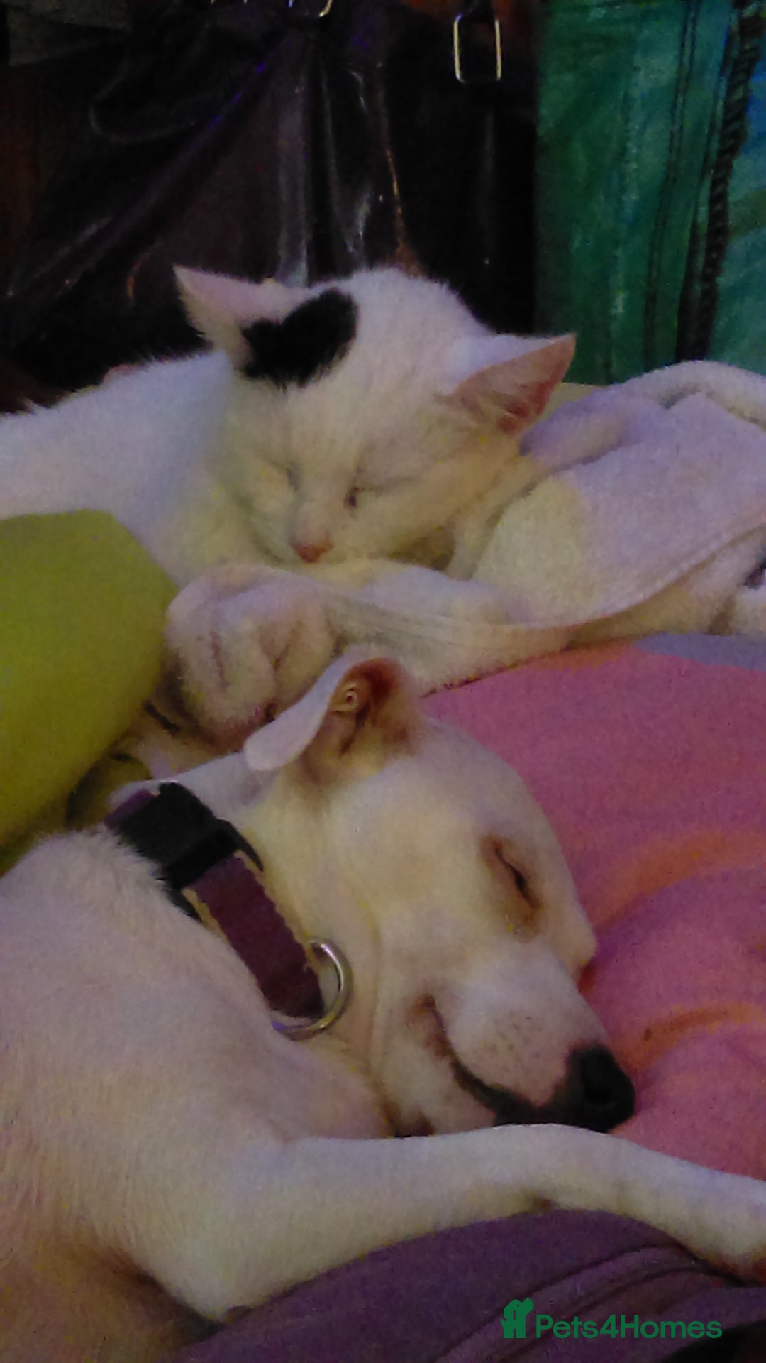 Jack Russell dogs for sale: Elderly Jack Russell In need of forever home - Image 5