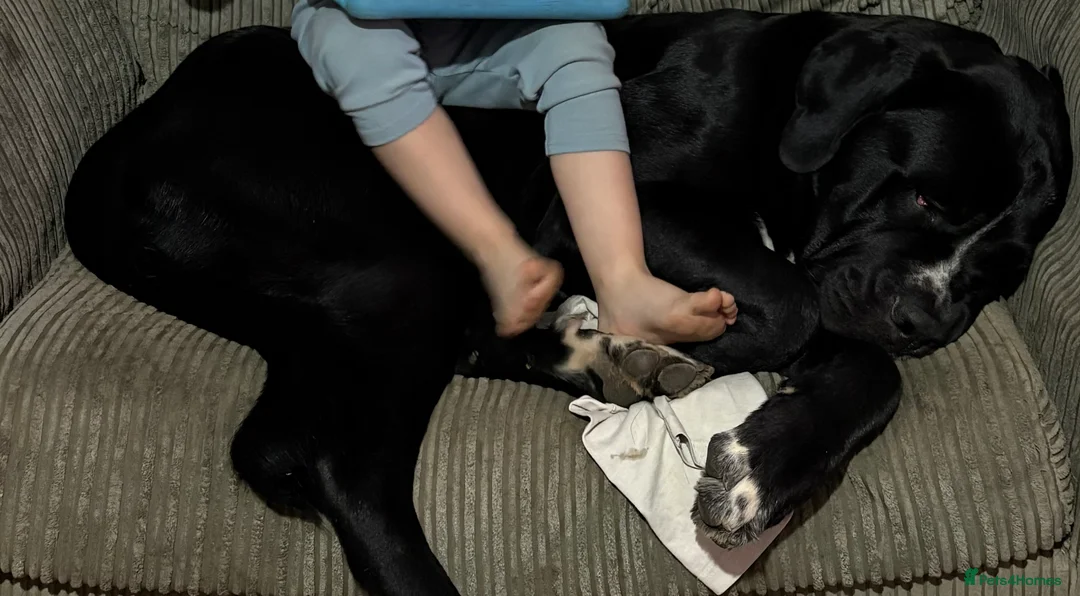 Mixed Breed dogs for sale: NO LITTER. REHOMING DOG - Advert 6