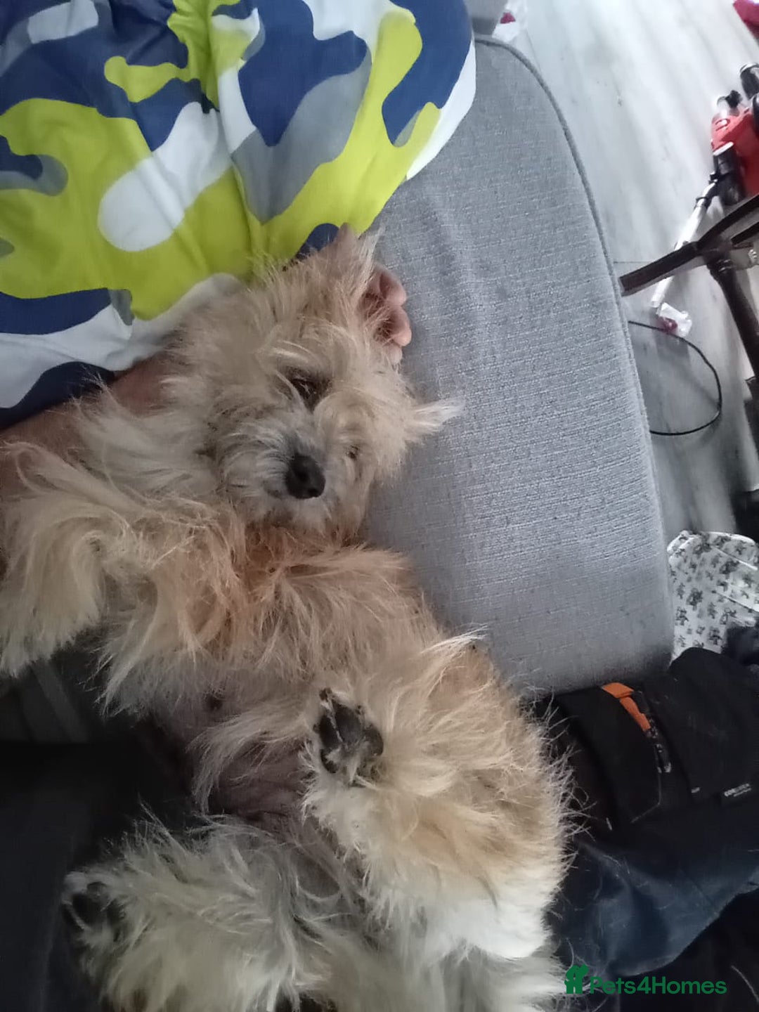 Cairn Terrier dogs for sale: KC registered Cairn terriers - Image 12
