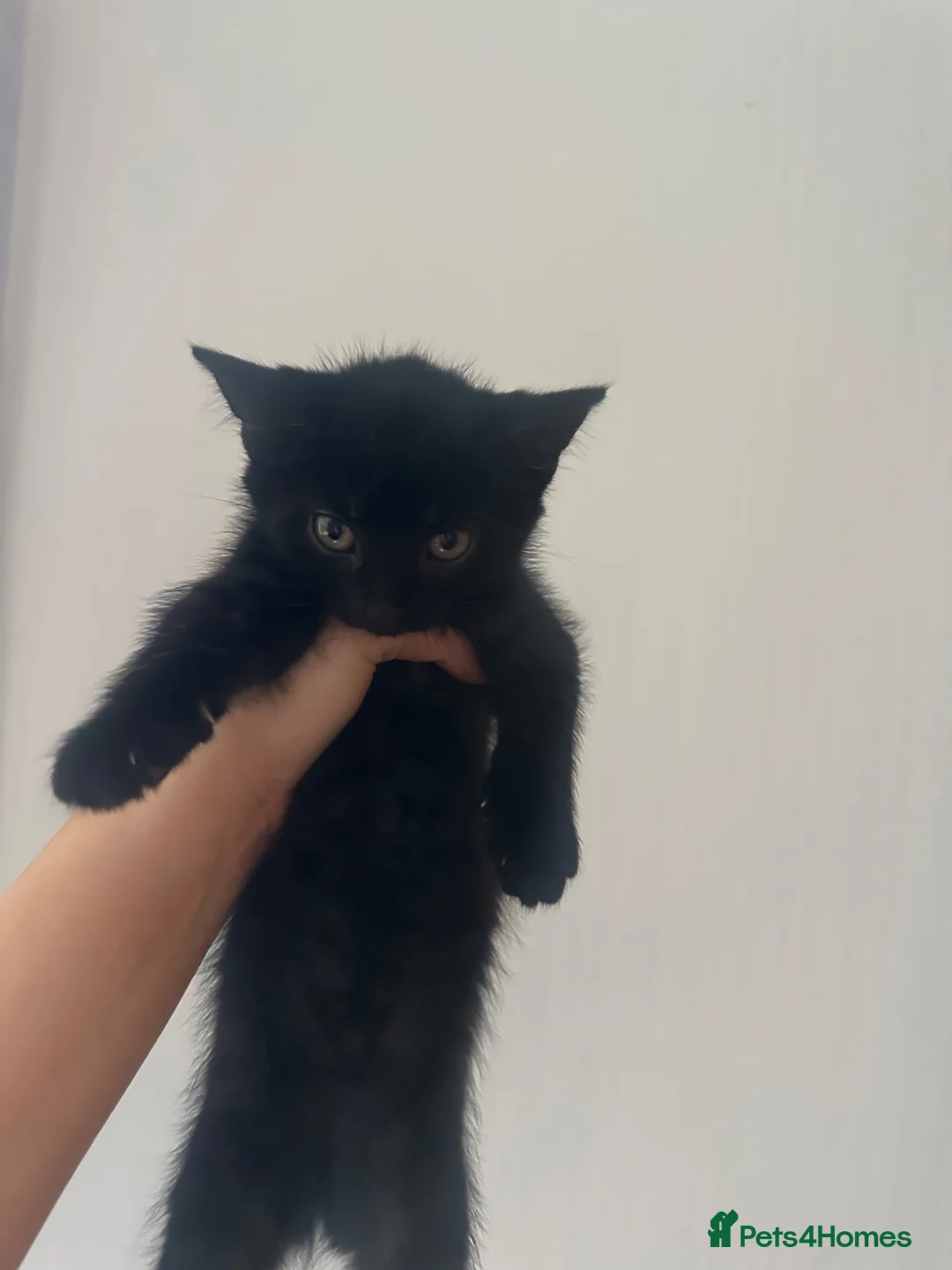 Bombay cats for sale: 3 boys 2 girl kittens need gone asap £10 in Stevenston - Advert 6
