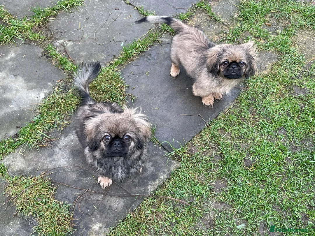 Pekingese dogs for sale: Pure pekingese black mask male puppies - Advert 2