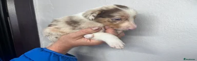 Border Collie 2