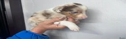 Border Collie dogs for sale: 6 Beautiful Red Merle puppies  - Advert 21