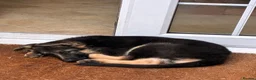 German Shepherd dogs for sale: Beautiful GSD puppies  - Advert 4