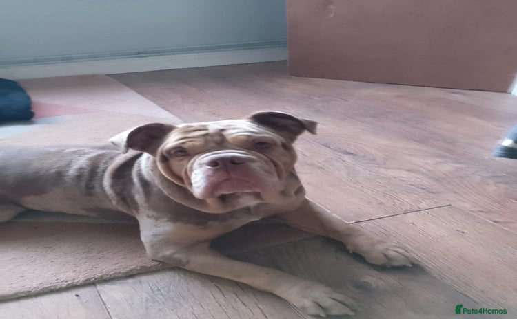 Dorset Olde Tyme Bulldogge dogs - Advert 1