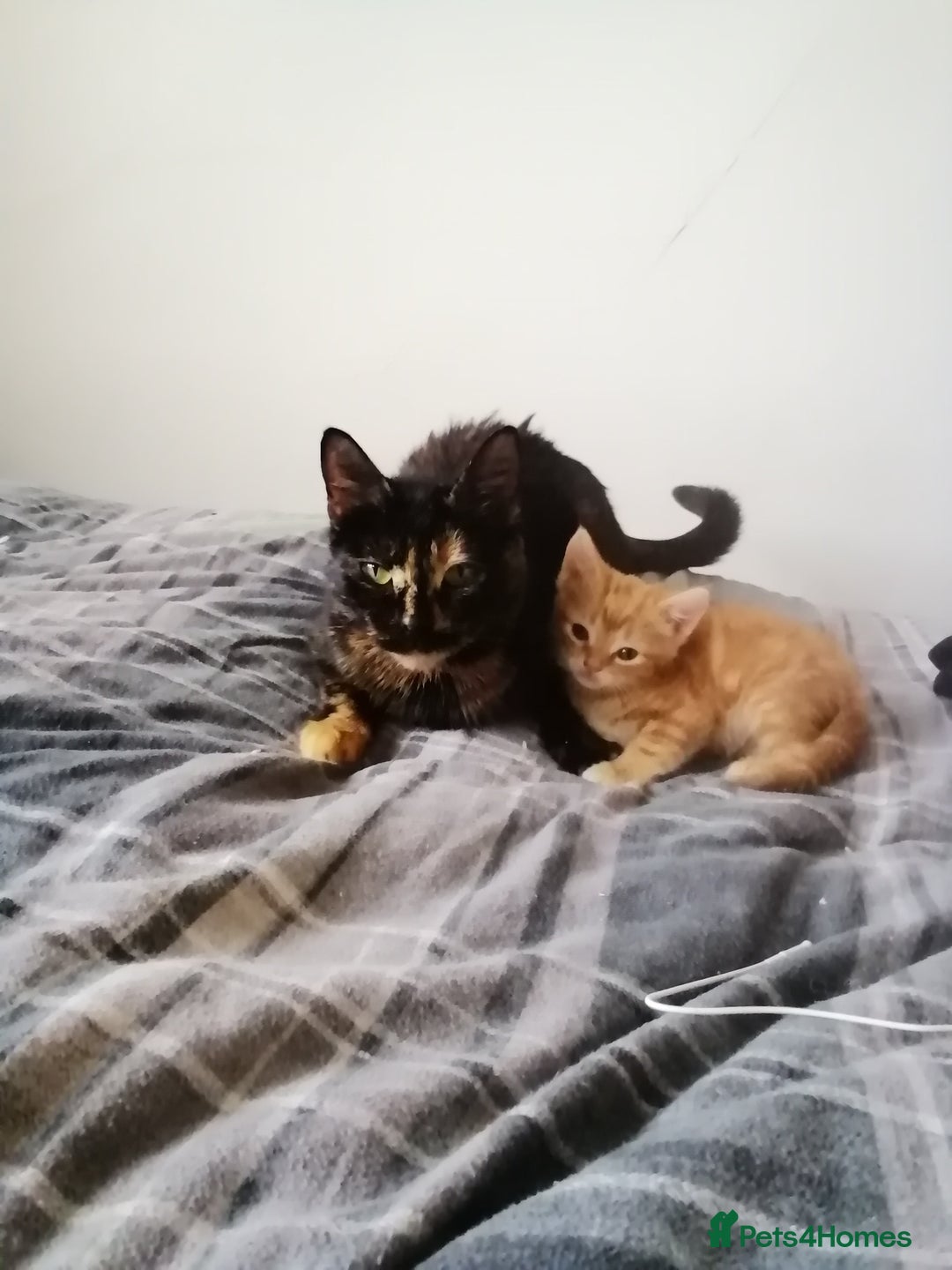Mixed Breed cats for sale: 2 kittens male and female - Advert 8