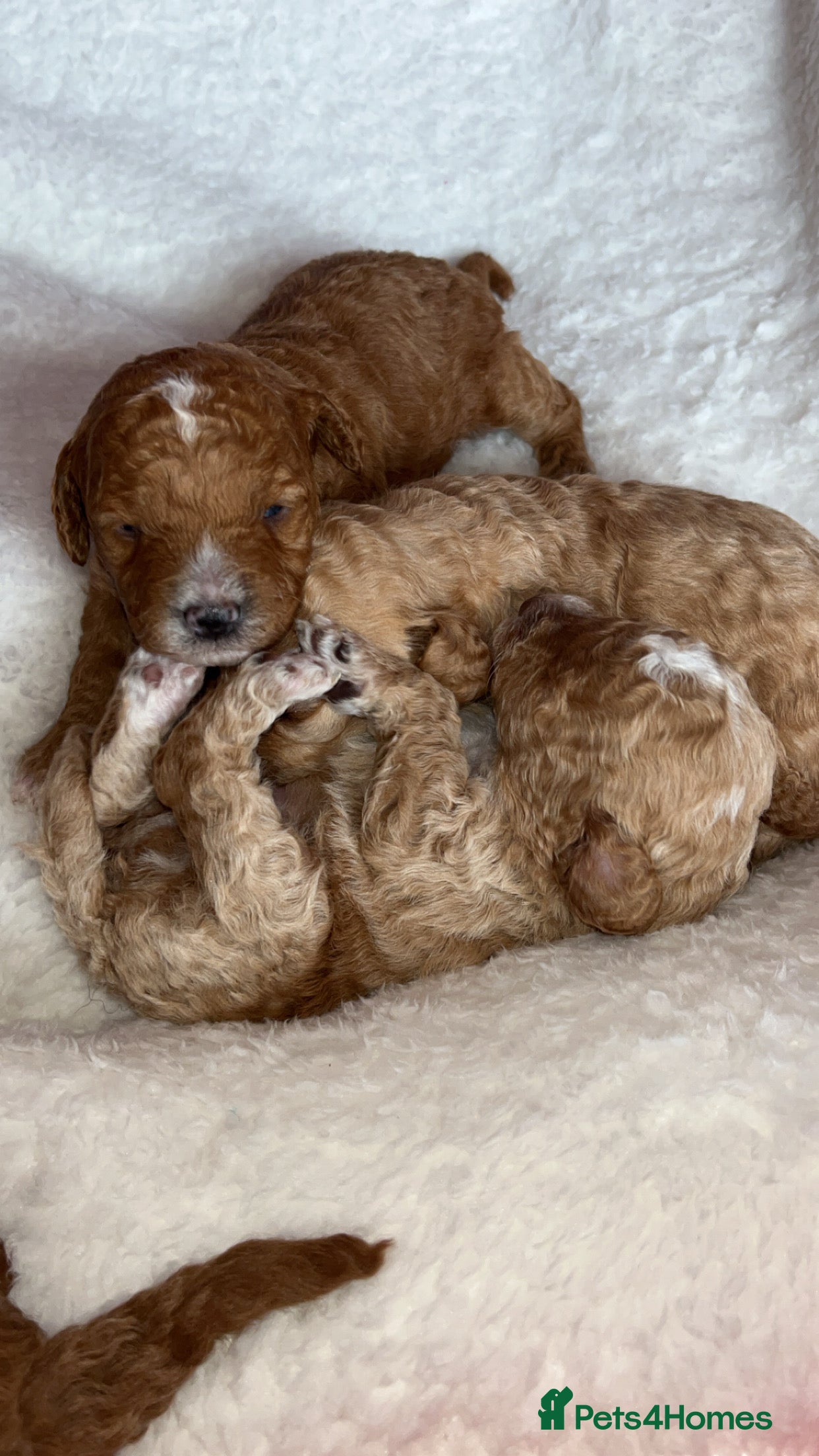 Cavapoo dogs F1B Cavapoos  - Advert 1