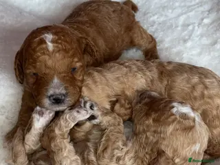 Cavapoo dogs F1B Cavapoos - Advert 1