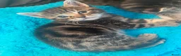 Bengal cats for sale: Bengal/khao manee kittens  - Advert 8
