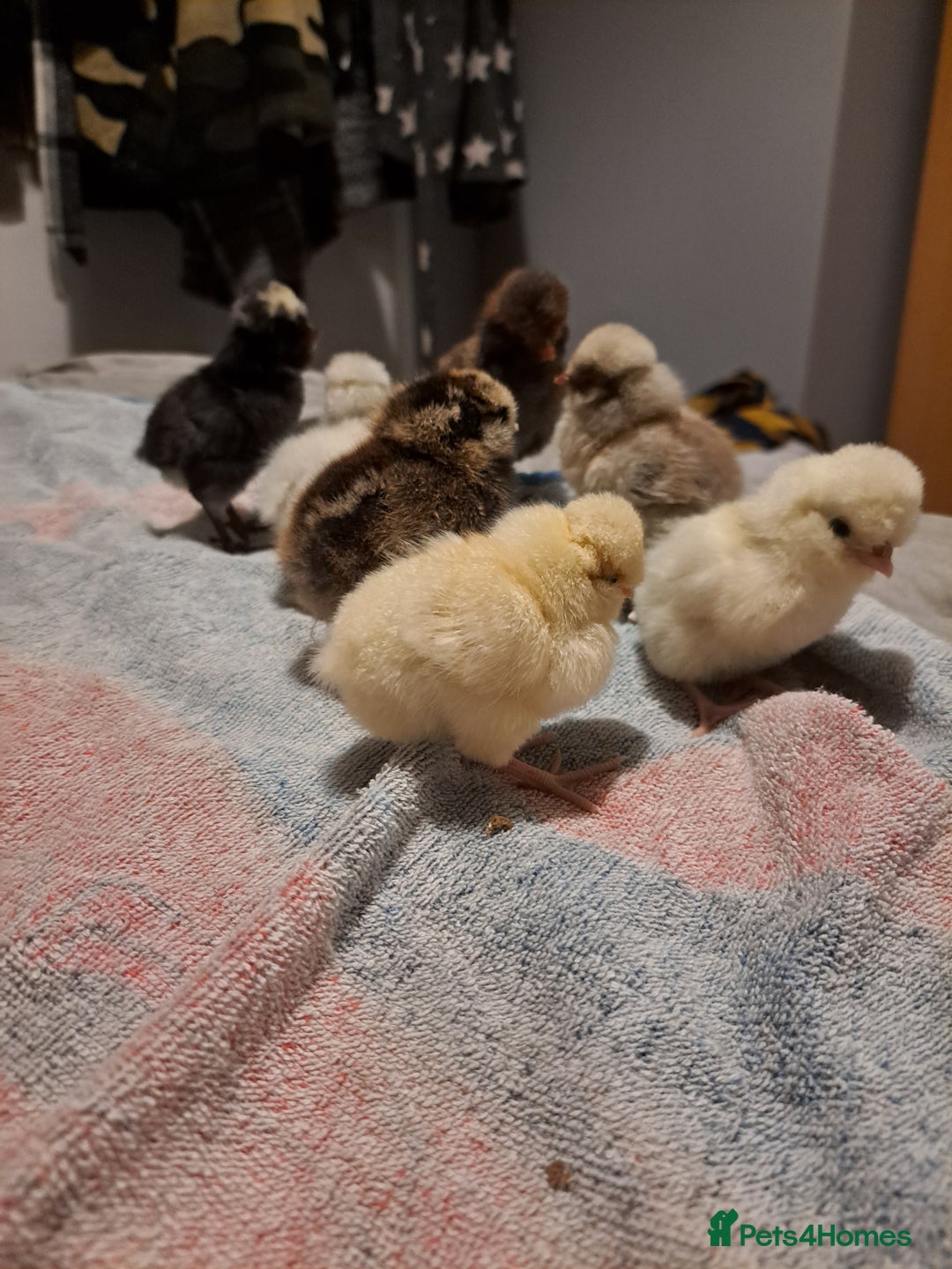 Chickens poultry for sale: 2 silkies and 5 polish chamois frizzle chicks - Image 3