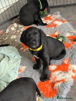 Mixed Breed dogs Sprockador puppies looking for their new homes! - Advert 5