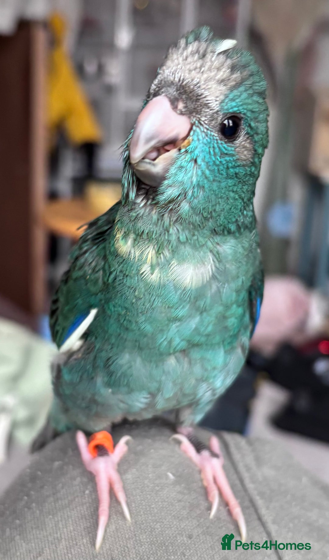 Parakeets birds for sale: Parakeet - Image 1