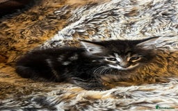 Maine Coon cats for sale: Maine coon kittens - Image 9