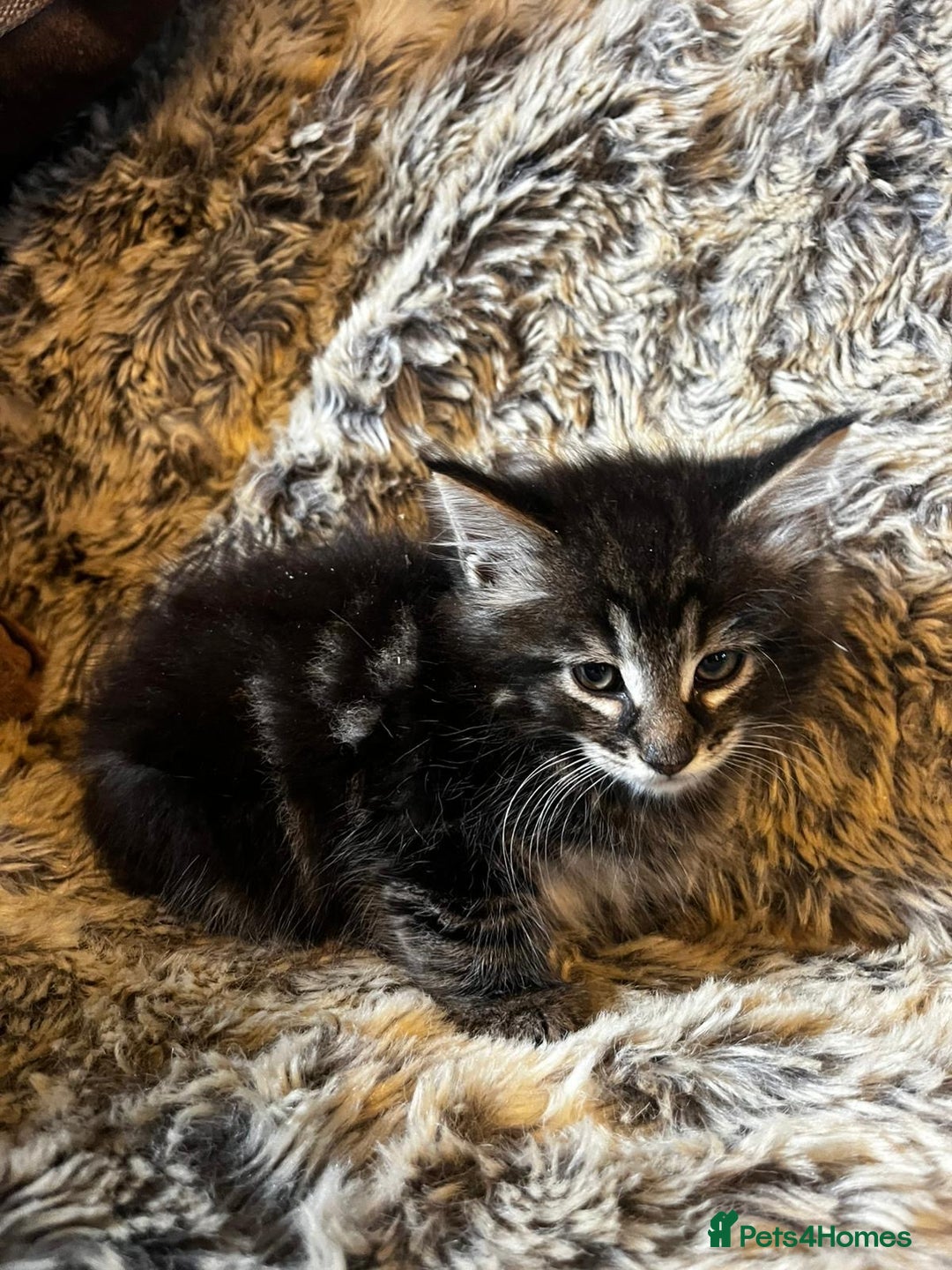 Maine Coon cats for sale: Maine coon kittens - Image 9