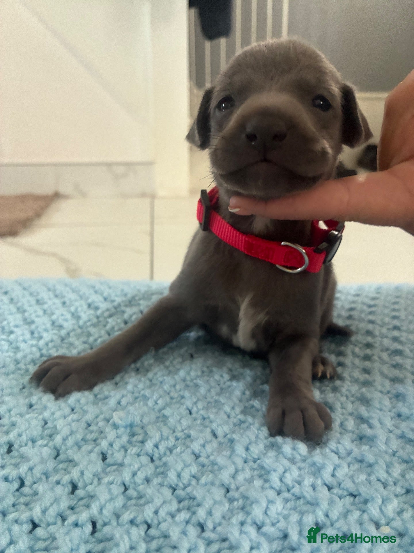 Whippet dogs Blue whippet puppies 💙 - Advert 1