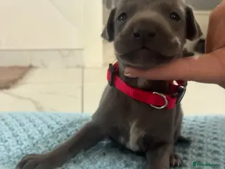 Whippet dogs Blue whippet puppies 💙 - Advert 1