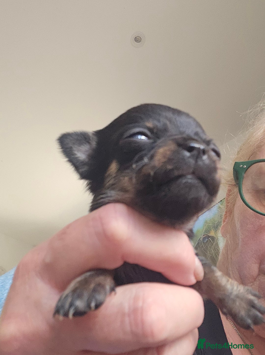 Chihuahua dogs for sale: Beautiful  Blue and Merle Chihuahua  - Image 11