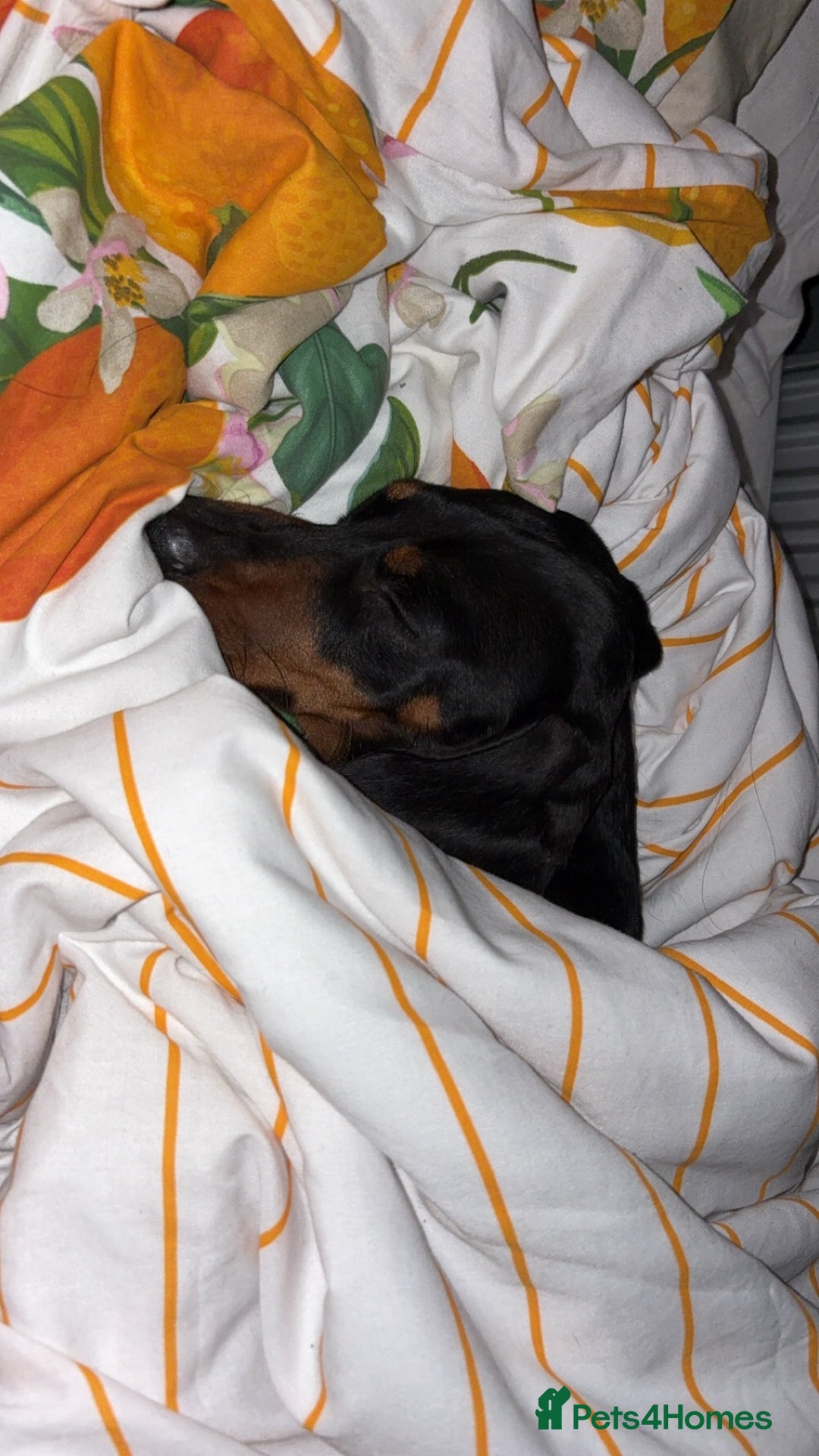 Miniature Dachshund dogs for sale: One male miniature dachshund for sale asap - Image 6