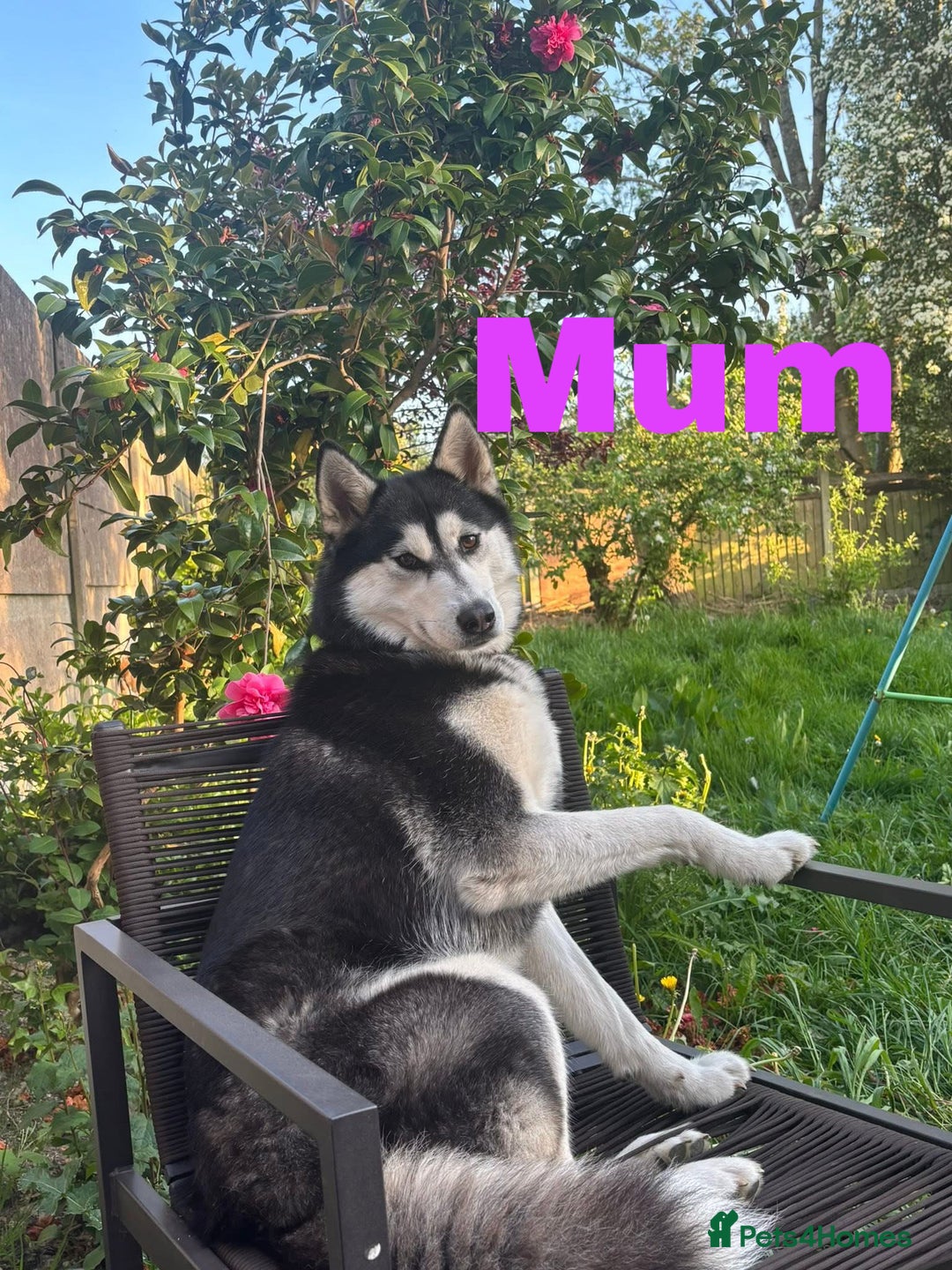 Siberian Husky dogs for sale: 8 beautiful husky puppies - Image 9