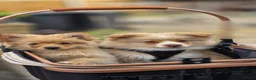 Pomeranian dogs for sale: 🐾 Beautiful Home-Raised Pomeranian Puppies   - Advert 25