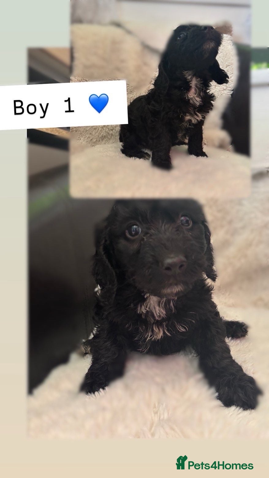 Cockapoo dogs for sale: Spinger poo  - Advert 3