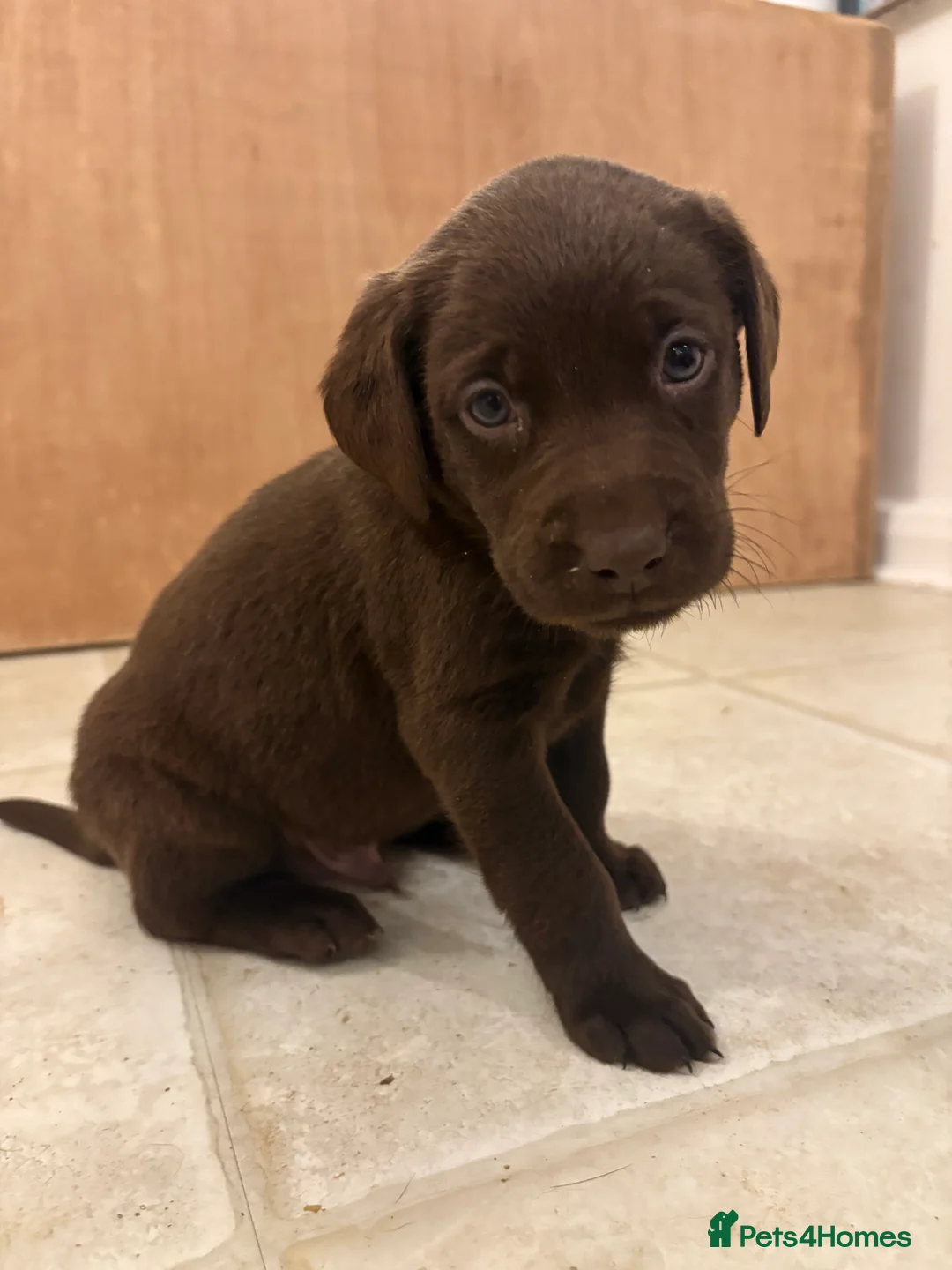 Labrador Retriever dogs for sale: ⭐️Gorgeous Kc Chocolate Labrador Puppies⭐️ - Advert 24
