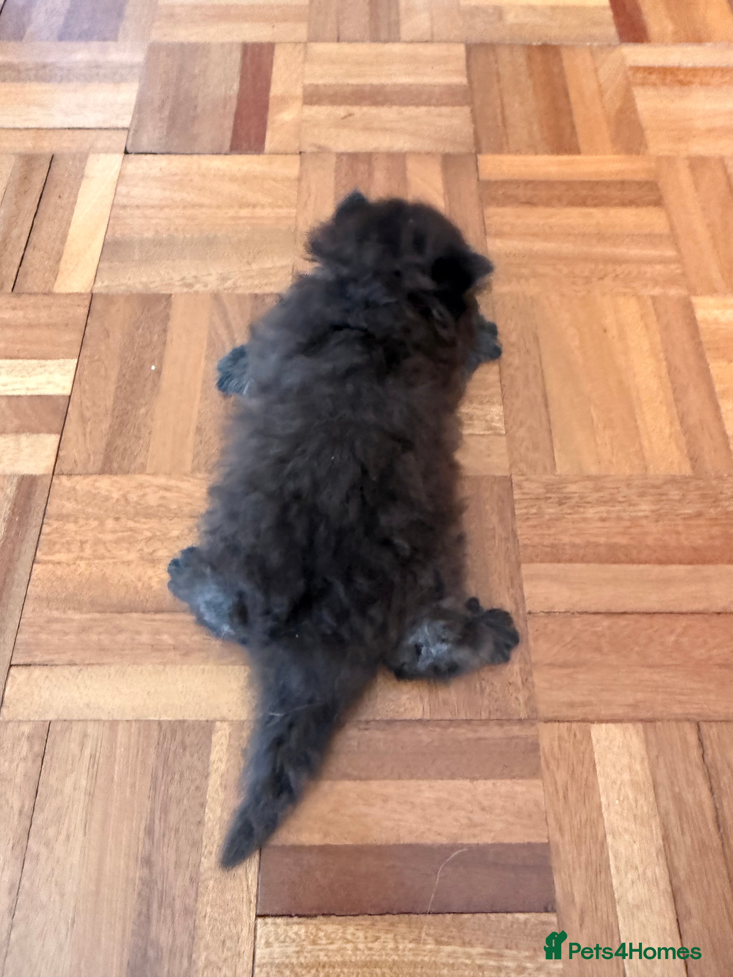 Scottish Fold cats for sale: Beautiful Rainbow litter available to reserve - Advert 17