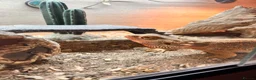 Bearded Dragon reptiles for sale: Bearded dragon  in Aylesbury - Advert 3