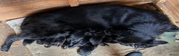 German Shepherd dogs for sale: Stunning German shepherd pups  - Advert 3