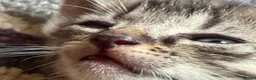Mixed Breed cats for sale: Beautiful Bonded Tabby Boys – Reggie & Ronnie  - Advert 11