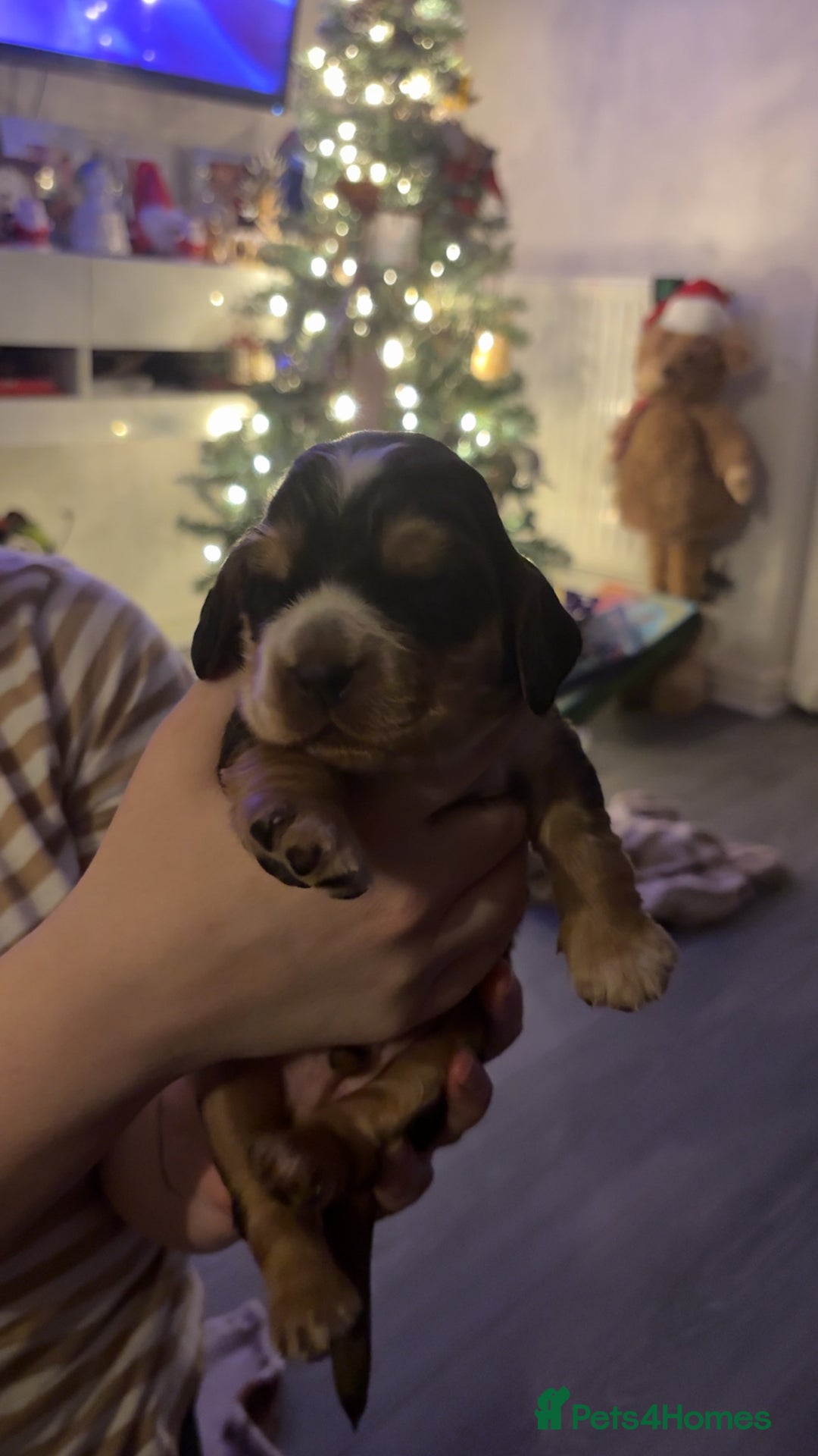 Cocker Spaniel dogs for sale: Show type cocker spaniel pups - Advert 22