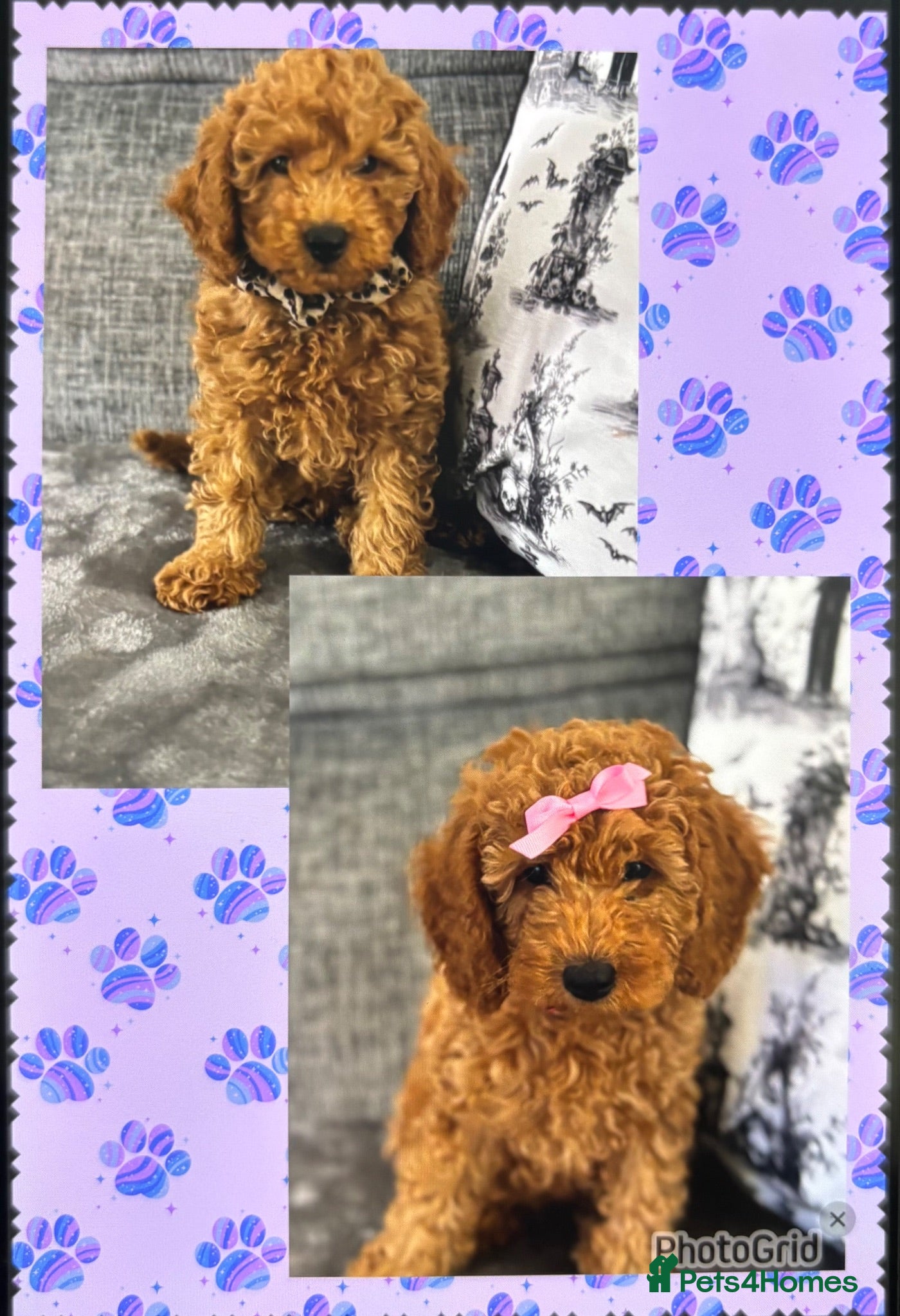 Poodle dogs Red Miniature Poodles - Advert 2