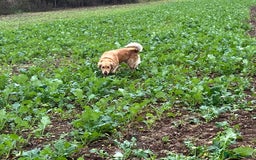 Golden Retriever dogs for sale: Golden retriever male - Advert 6