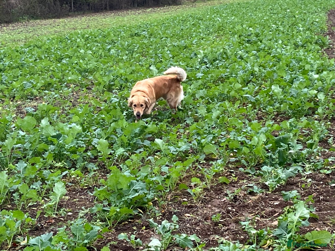 Golden Retriever dogs for sale: Golden retriever male - Advert 6