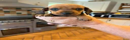 Miniature Dachshund dogs for sale: Gorgeous red mini Dachsund puppies - Advert 6