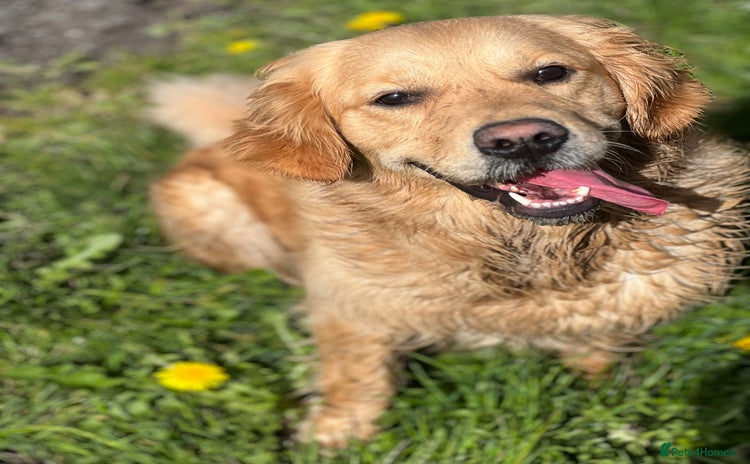 Goldador dogs Gorgeous Golden Retriever X Labrador puppies - Advert 1