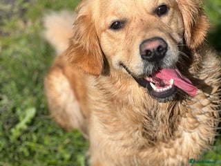 Goldador dogs Gorgeous Golden Retriever X Labrador puppies - Advert 4