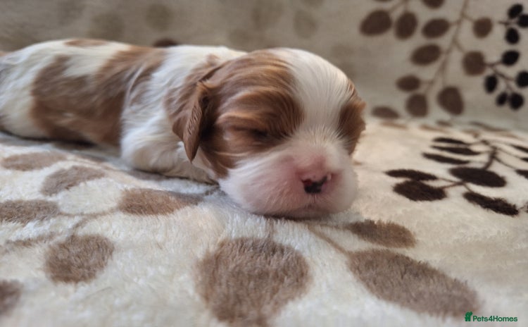Cavalier King Charles Spaniel dogs - Advert 2