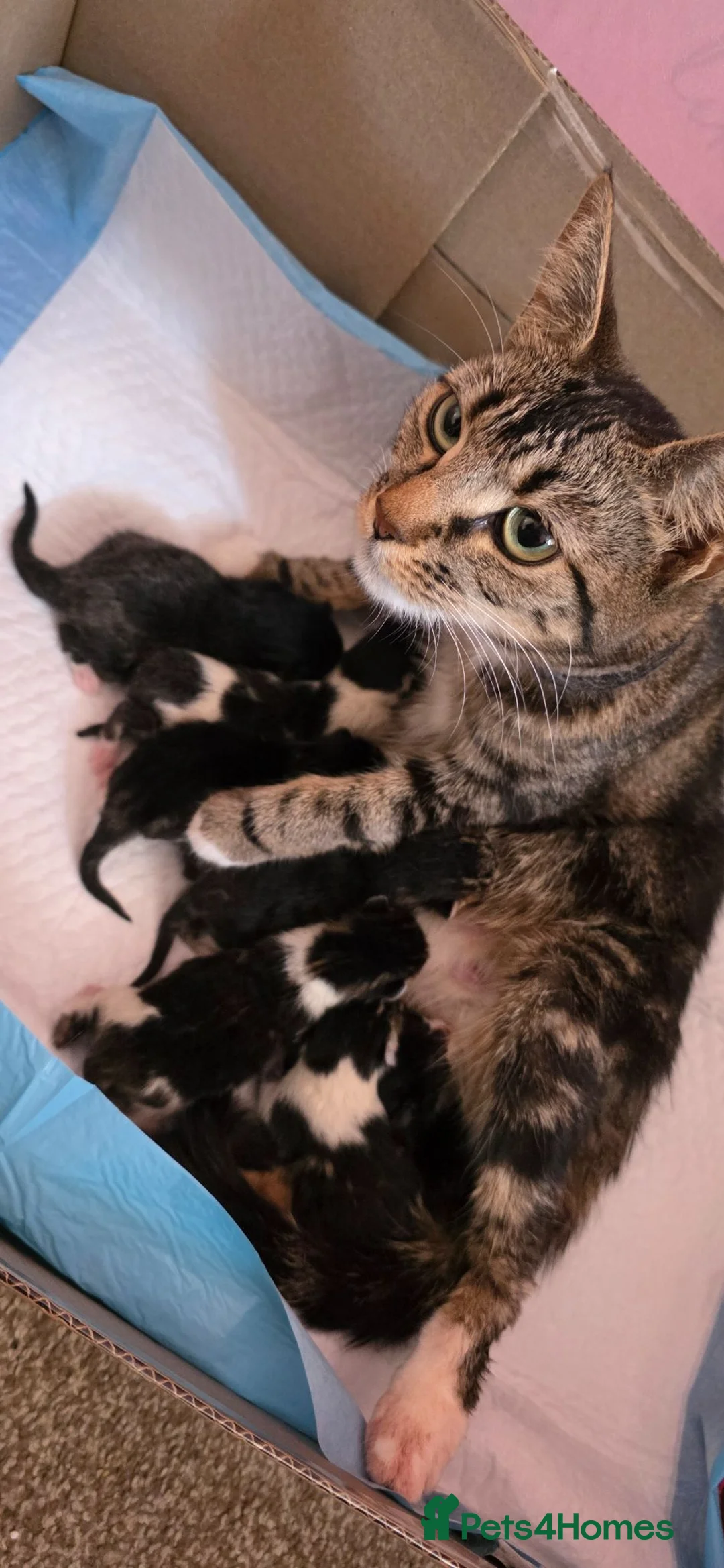 Mixed Breed cats for sale: Adorable Kittens Looking for Their Forever Homes  - Advert 30
