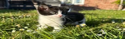 Mixed Breed cats for sale: Female kitten  - Advert 1