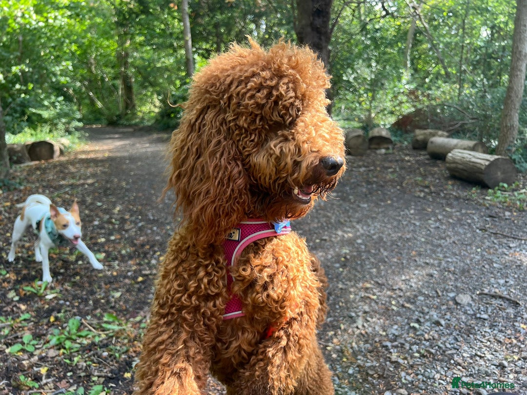 Miniature Poodle dogs for sale: Beautiful deep red  - Image 7