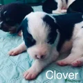 Clover