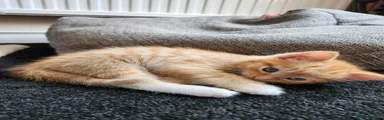 Ragdoll Kitten 2
