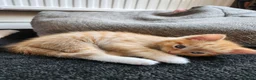 Ragdoll cats for sale: 3 kittens - Advert 11