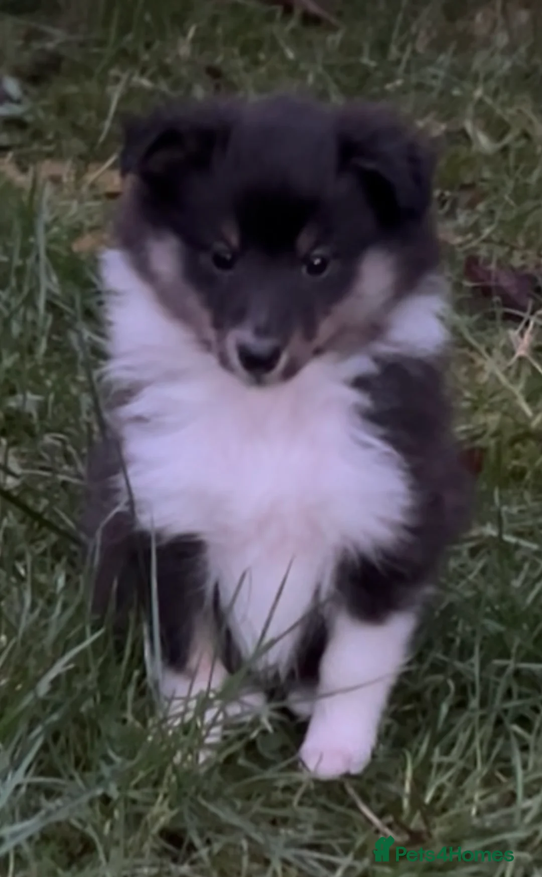 Shetland Sheepdog dogs for sale: Shetland sheepdog puppy (Girl) - Advert 4