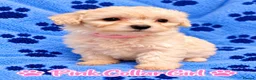 Poochon dogs for sale: 🐶 Poochon Toy Puppies Looking for Their Homes ❤️ in Caerphilly - Advert 8